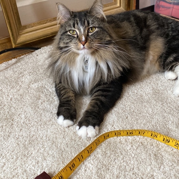 Meet your Posher, Mary - Picture 2 of 4